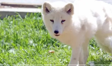 서울대공원-동물원-입장료-가격-할인-이용시간