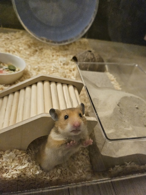 골든햄스터 은신처에서 편하게 있는 모습