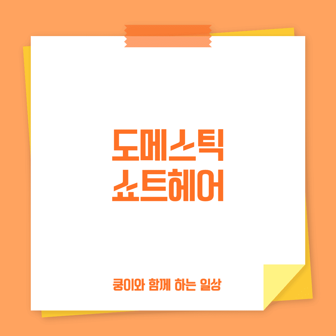 도메스틱 쇼트헤어