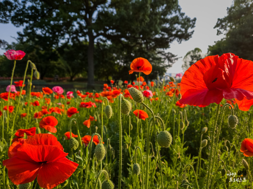 수원 탑동 시민농장 양귀비