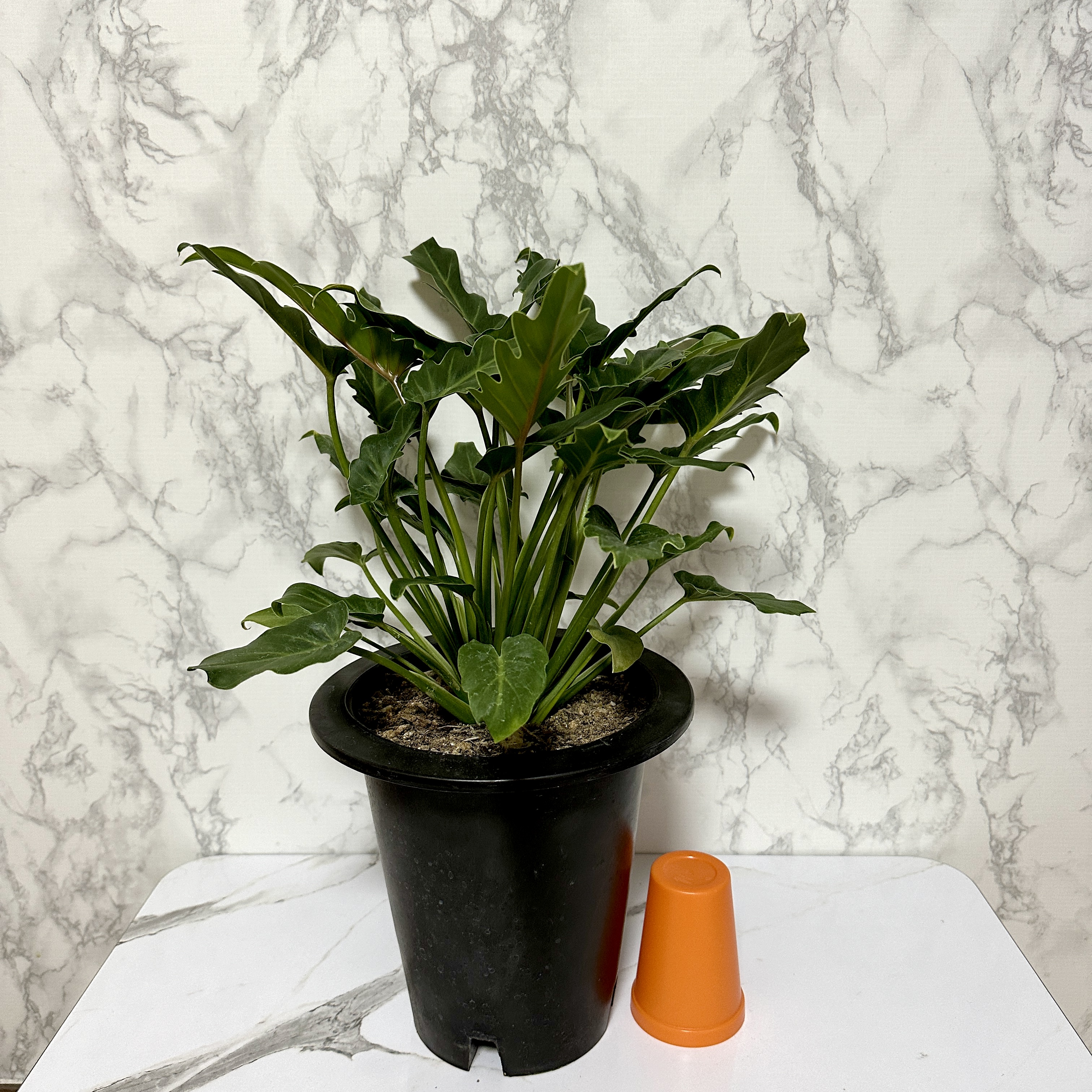 인테리어 식물 셀렘 키우기 공기정화식물