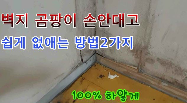 곰팡이 방지 방법