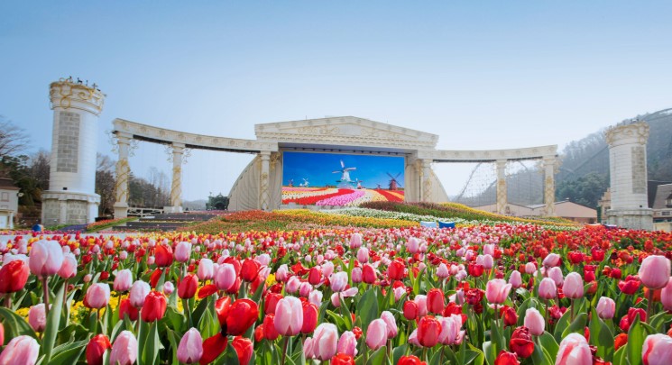 에버랜드 튤립축제