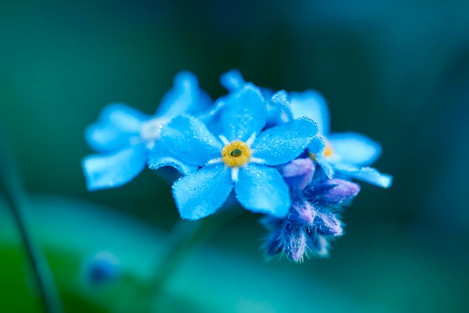 Close-up of vibrant blue forget-me-not flowers showcasing delicate petals and vivid colors.