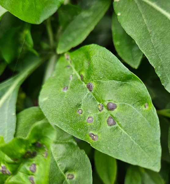 구기자혹응애 벌레혹1