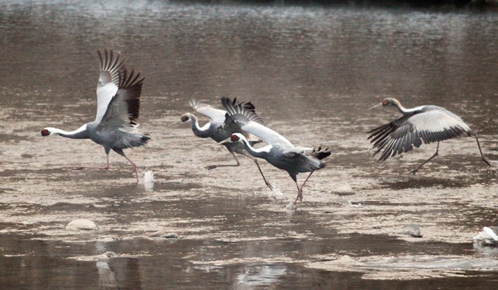 철원 두루미 탐조 방법 코스