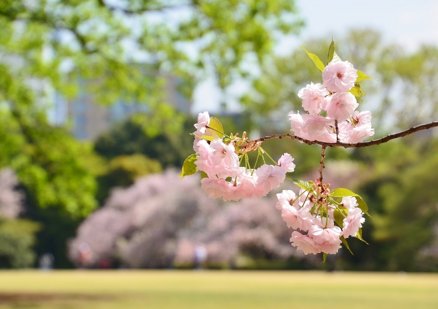 신주쿠 교엔 예매(예약), 가격, 영업시간, 가는법, 맛집까지 총정리!