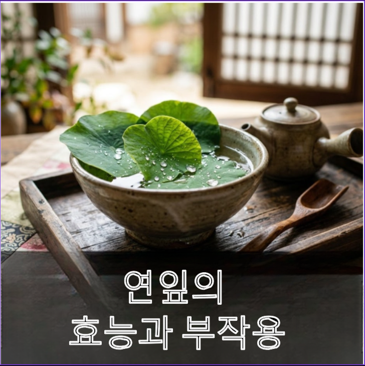 연잎의-효능과-부작용