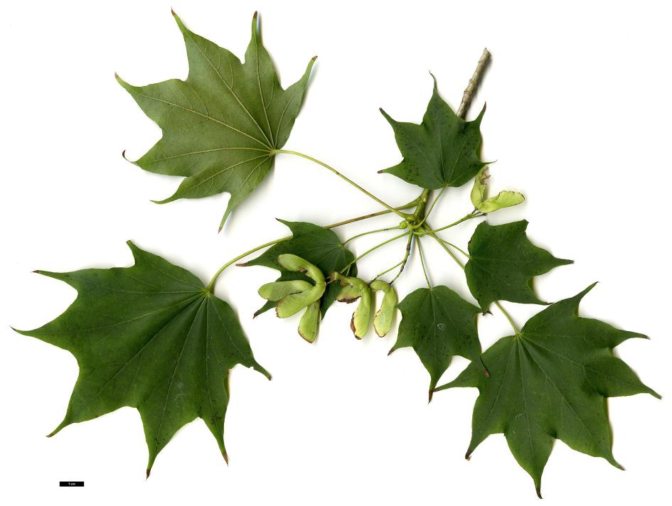 고로쇠물 효능 부작용 유통기한 먹는방법 구입방법 채취방법