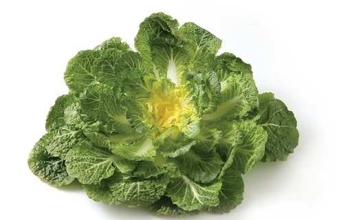 봄동 찍은 사진