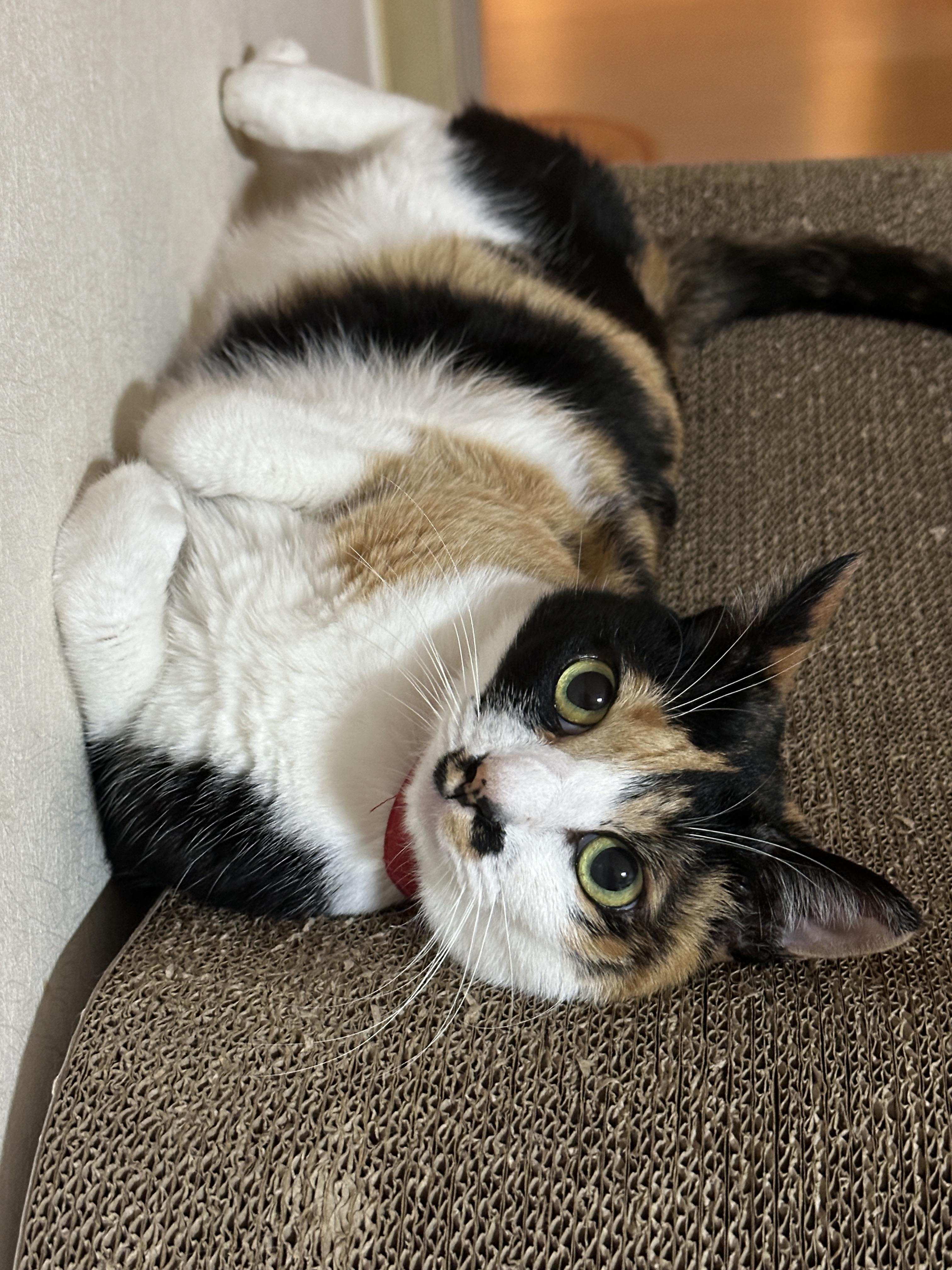 벽에_딱_붙어서_발라당_누운_채로_귀엽게_엄마랑_아이컨택중인_삼색냥이_다다