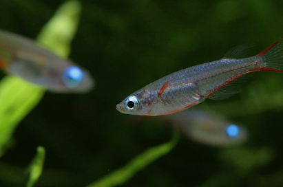 물고기꿈 상황별 해몽