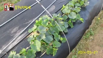 참외 재배 꽃 솎기 차광막 설치 당도 관리_10