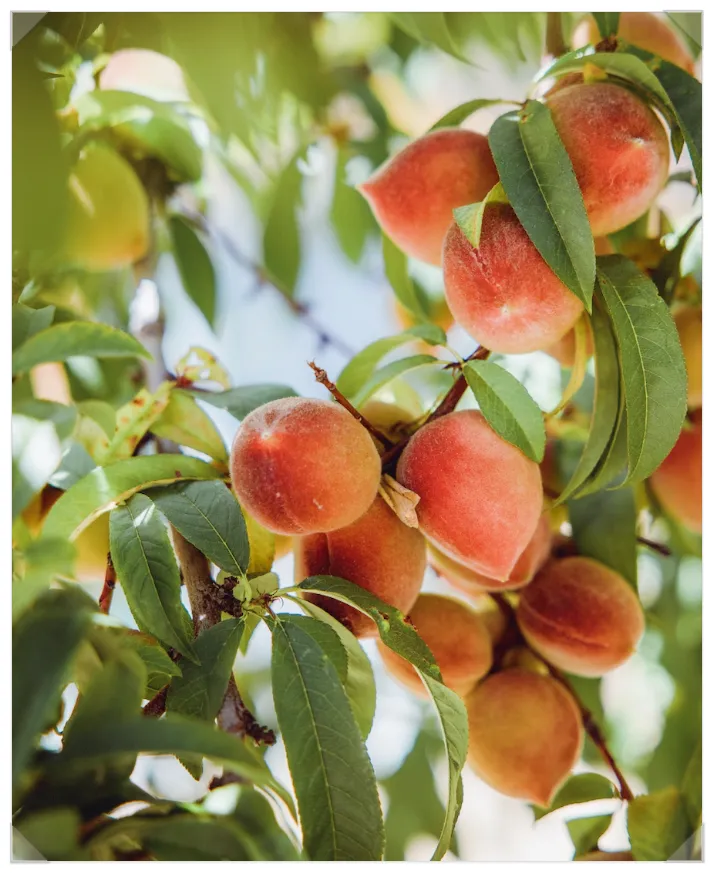 복숭아 재배 꽃 솎기 잎 따기 갈반병 방제_1