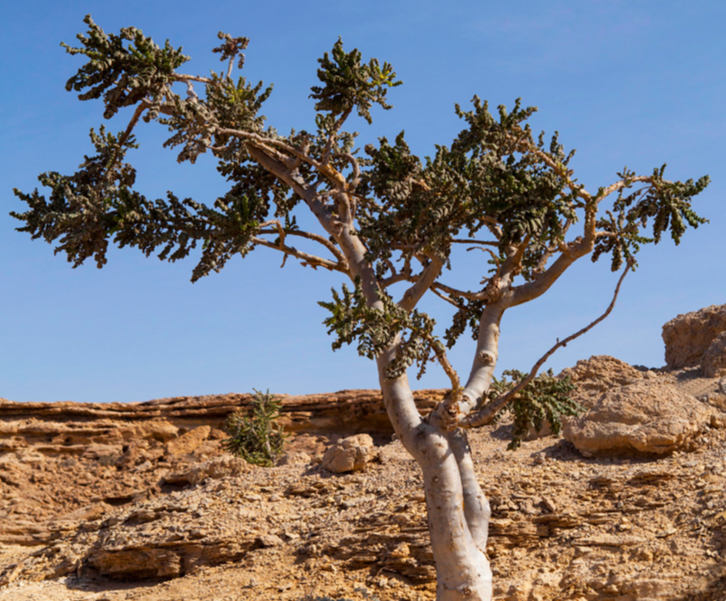 프랑킨센스 아로마에센셜오일 추출 방법 특성과 효능 활용레시피 5가지