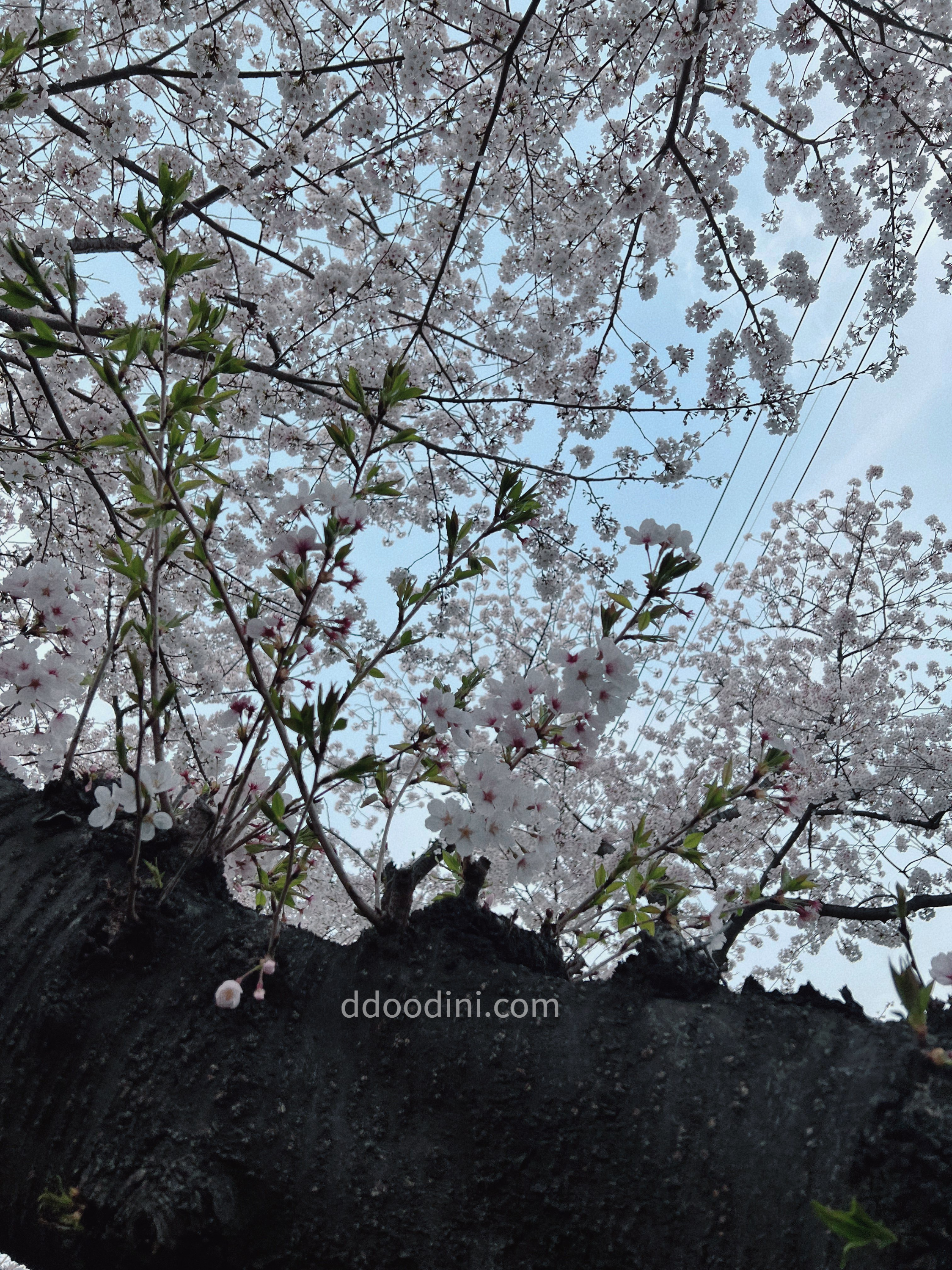 다강지로그 진해군항제 벚꽃사진