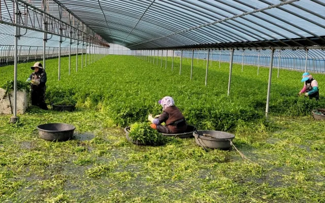 미나리 재배 수로 정비 그늘 재배 여름 관리_6