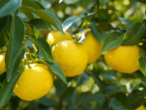 몸에 좋은 유자 효능