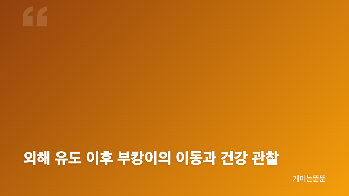 부산 북항 상어 부캉이 관찰 위치와 흑상어 정체