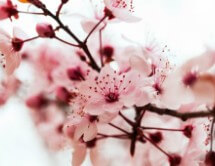 대구-벚꽃-개화시기-1