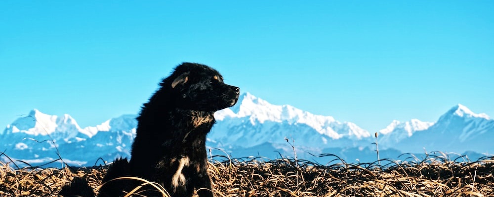 새끼 강아지 키우는법 12 이미지