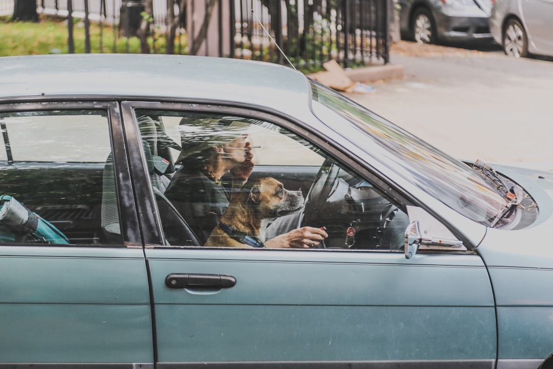 Driver's insurance