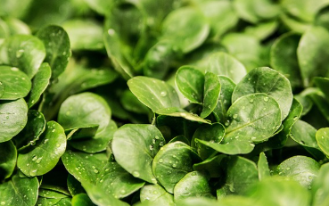 상추 파종시기와 거름 주는 방법 총정리 1