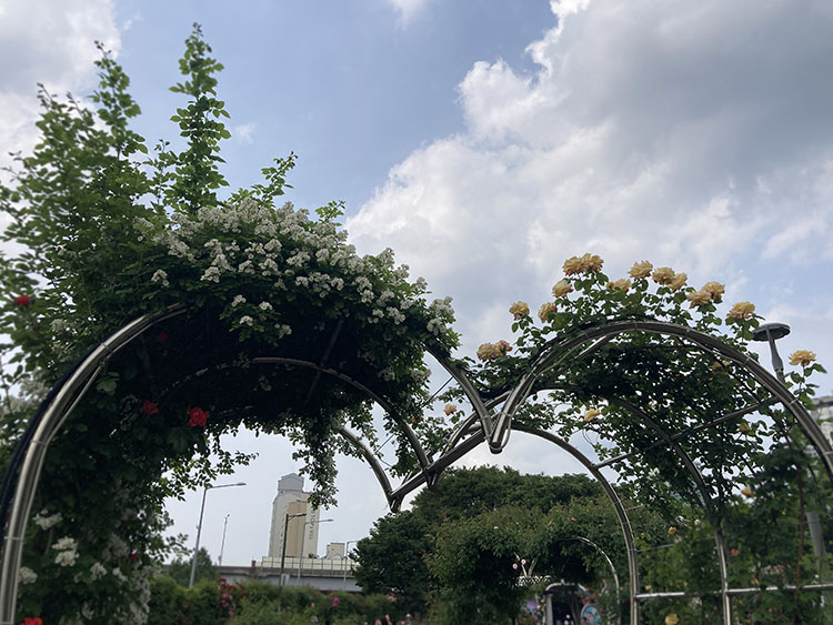 중랑 서울 장미 축제 - 5월 21일 현재 개화 상태