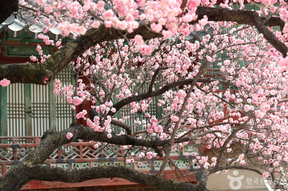 서울 매화 명소 창덕궁 3