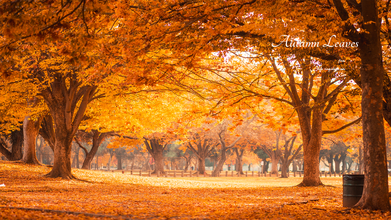 09 단풍으로 물든 공원 C - Autumn Leaves 단풍배경화면