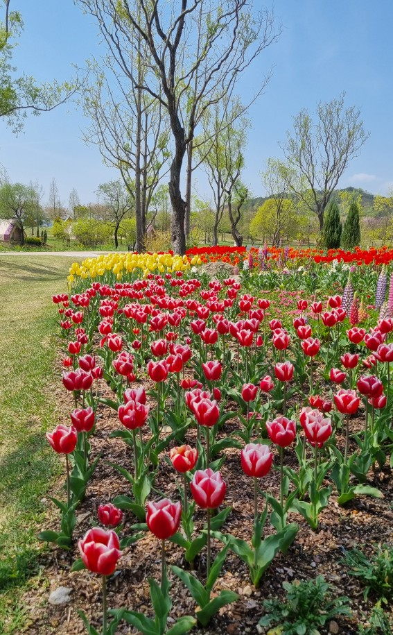 순천만국가정원 4월 튤립축제 포토존