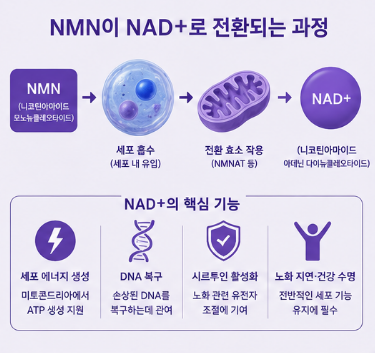 리포좀nmn-영양제효능-효과-복용법-성분-부작용-추천