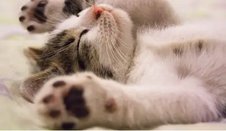 고양이 꿈해몽