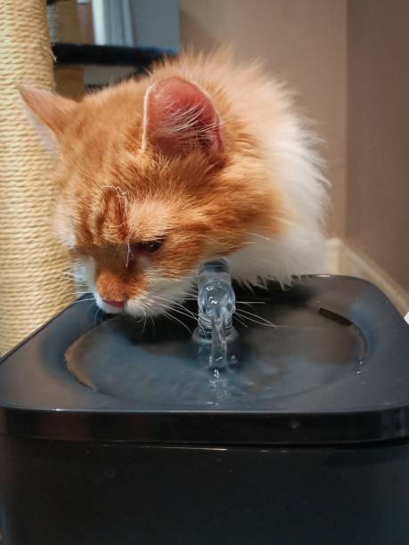 반려동물 정수기의 필요성