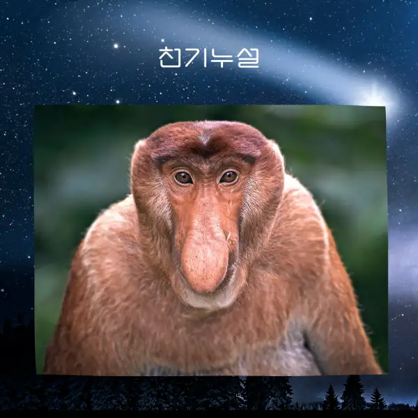 원숭이가 나오는 꿈해몽