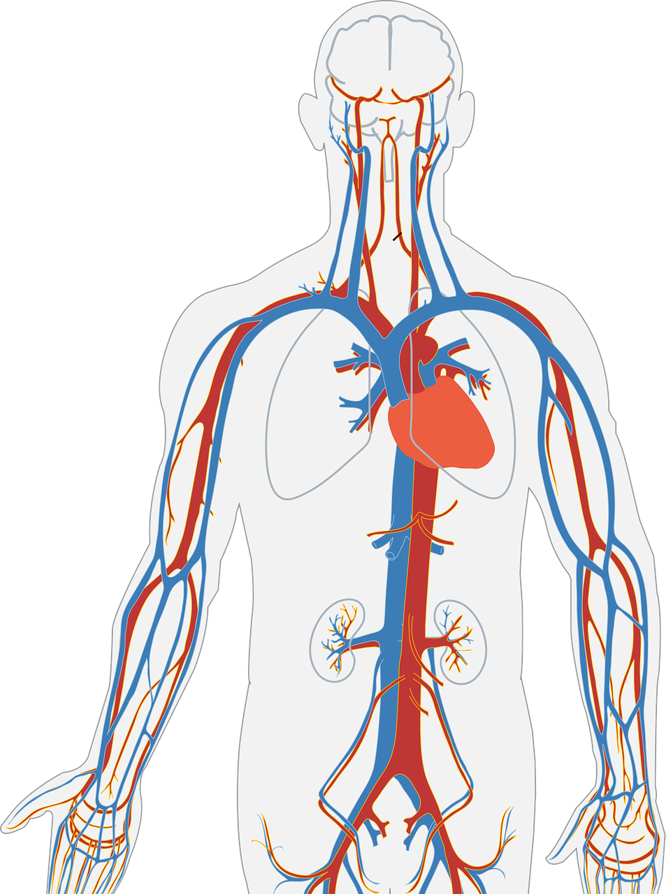 콜레스테롤 정상수치 완벽 가이드 - 검사 기준, 위험 수치, 관리법