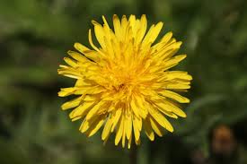 민들레.