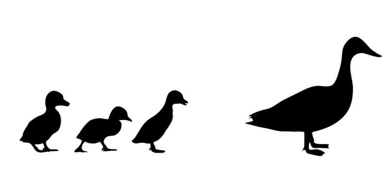 줄지어-가는-오리무리