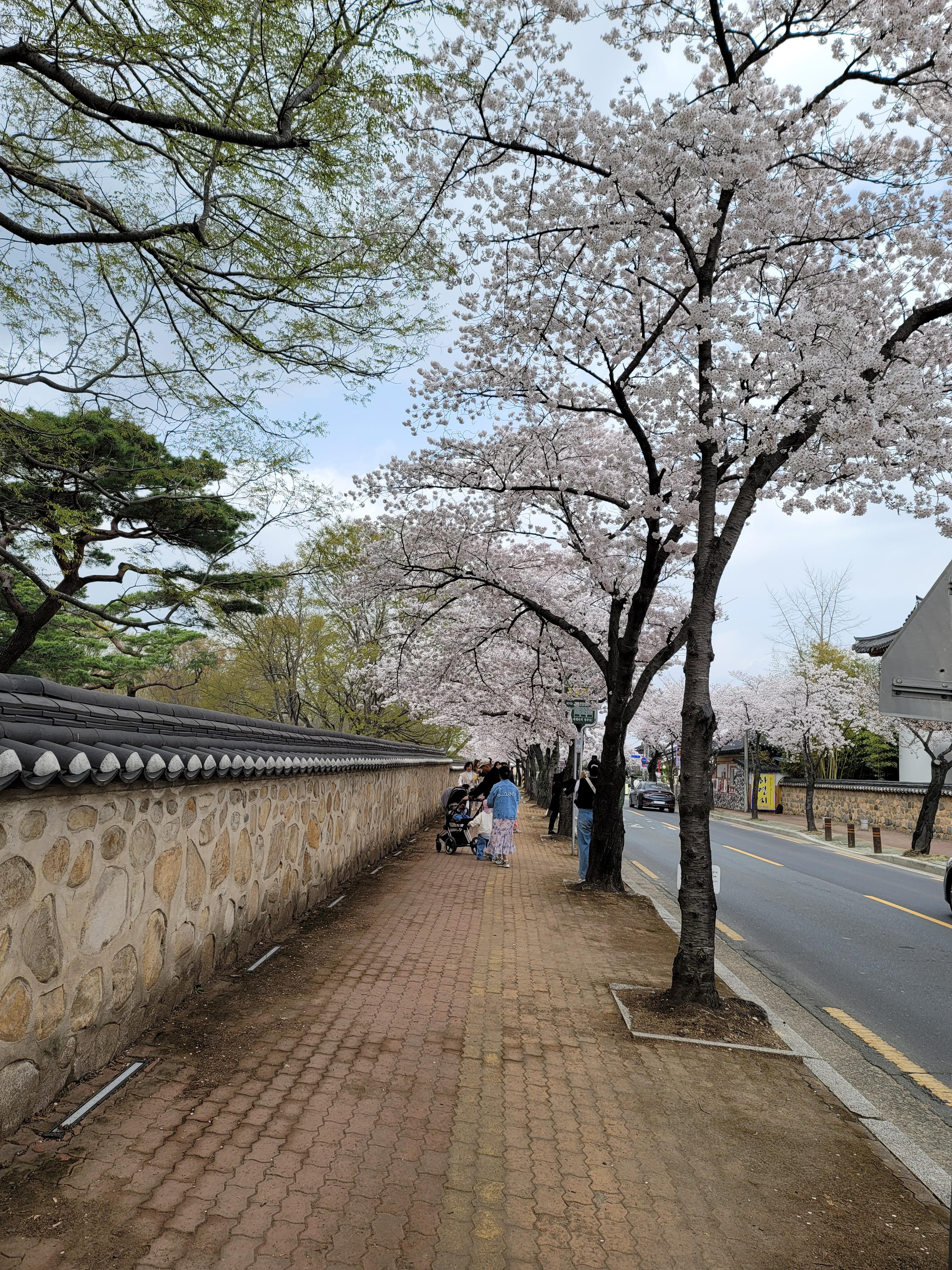 경주 오릉 벚꽃