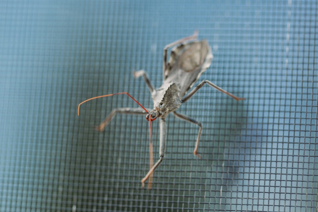 mosquito net