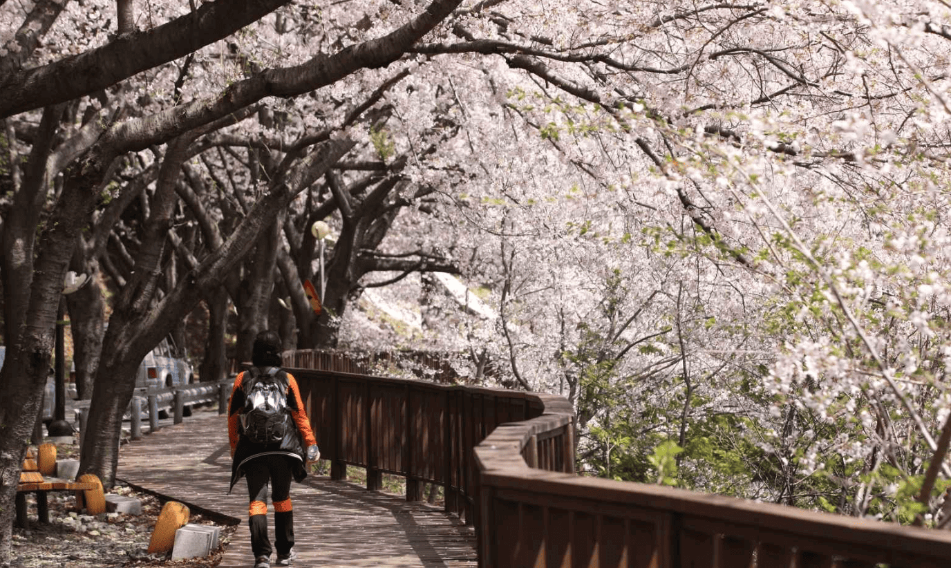 2025년 벚꽃 개화시기