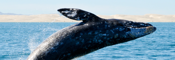 장생포고래문화특구 여행