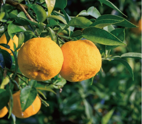 겨울 과일 종류