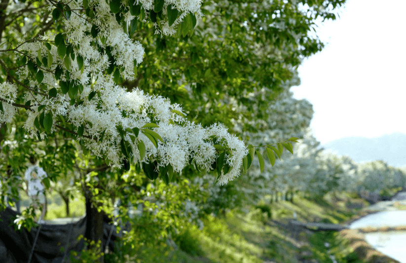 진천석정리-이팝나무길