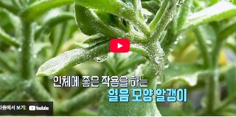 생방송 오늘 아침 아이스플랜트 얼음채소 주문 하기 관련 사진