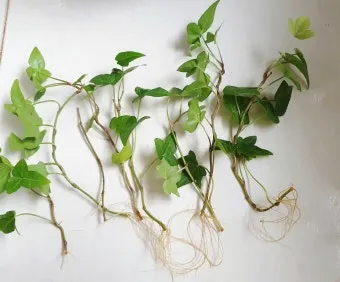 아이비 물주기 수경재배 삽목번식 빛관리 초보도 금방 성공_5