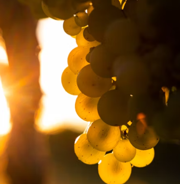 포도 효능 부작용