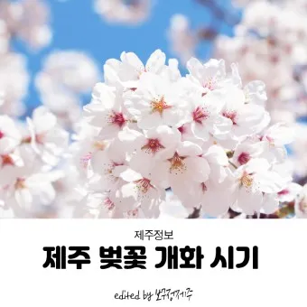 제주 벚꽃 명소 추천 아무도 모르는 명소_11