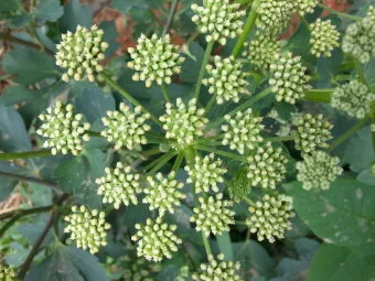 방풍나물 재배 모종 심기 바람막이 설치 생육 관리_11