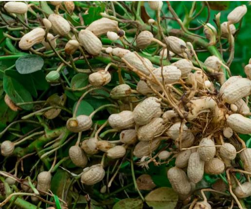 5월에 심는 밭작물